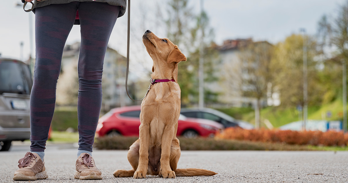 Hund tittar uppmärksamt