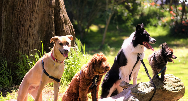 Försäkringar för hundklubbar för hundklubbar, föreningar och sammanslutningar. Pet Business Insurance erbjuder skydd för hundorganisationer, inklusive ansvarsförsäkringar och annat.