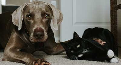 Pet Sitters Insurance